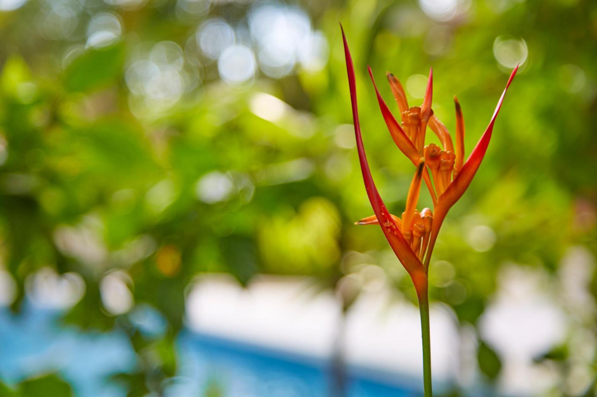 Living Hotel Nosara Bagian luar foto